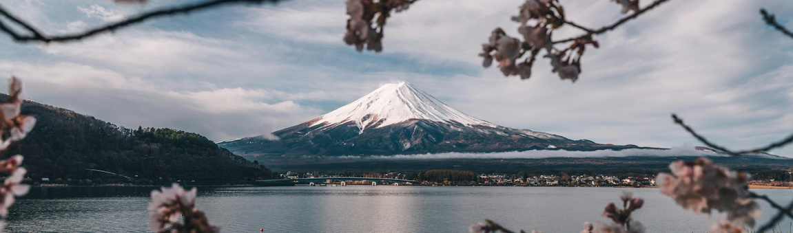 Cherry blossoms in full bloom overlooking the Tidal Basin